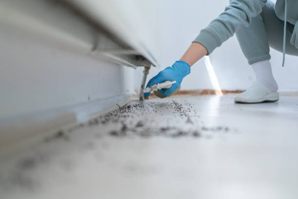 Best Insect Control  in Mastic Beach, NY
